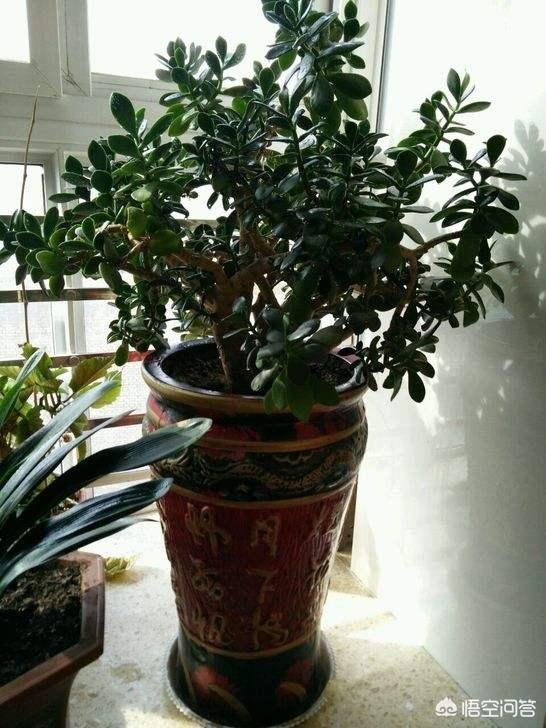 玉树养成盆景的几个技巧，为什么有人养在室内就容易挂掉呢？插图34