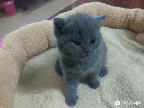 英短蓝猫幼猫怎么养:养了蓝猫三个月却不让抱，是怎么回事？