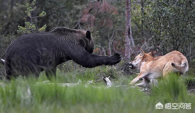 棕熊战斗力什么水平，黑熊、棕熊、老虎三种动物的战斗力是怎么排的