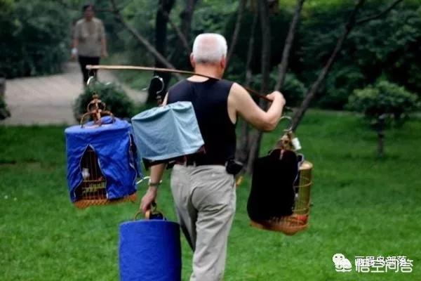画眉鸟的图片:为什么方头画眉鸟野性大，依然那么多人喜欢饲养？