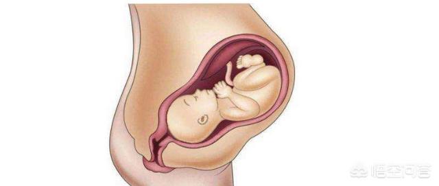 孕三十六周胎儿入盆图图片