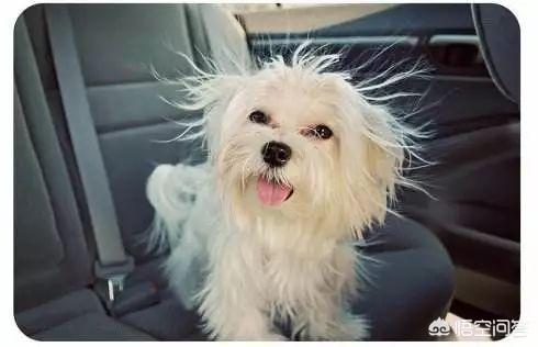 东非猎犬生病怎么办:狗狗发出气响的声音是怎么回事？