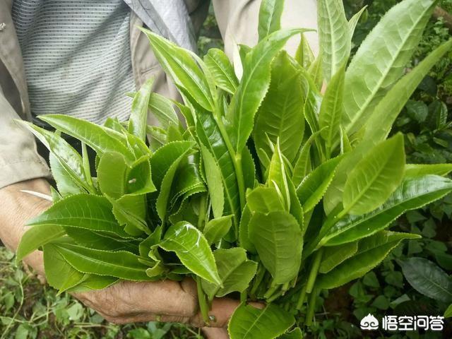 黑茶有什么副作用,可以长期当茶饮的草药有哪些？