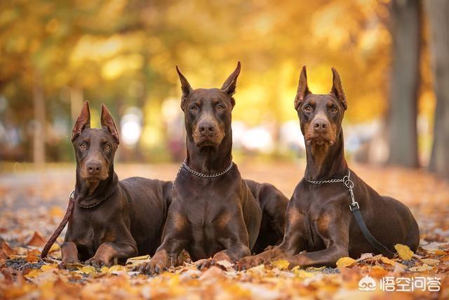 重庆杜宾犬价格是多少:杜宾犬是怎样的犬种？价格多少钱？ 德国杜宾犬价格多少