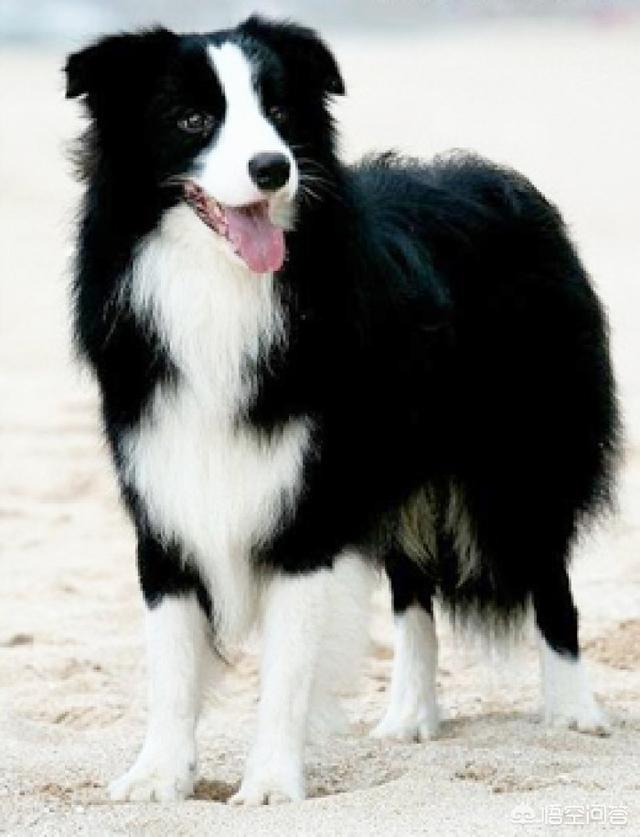 德牧训练有几种项目:德国牧羊犬可以担任什么工作？