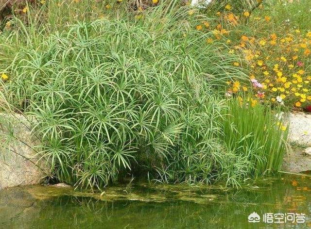 水竹叶子蔫了怎么办:水竹叶子蔫了怎么补救 我家的吊竹梅叶子开始蔫了，茎也干了，浇水也没用，怎么办？