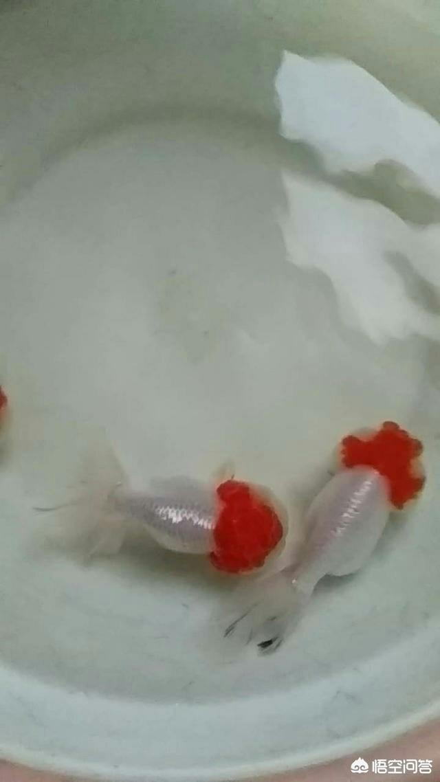头条问答 鱼缸里养了一些金鱼 还要养什么东西可以清理里面的脏东西 又能和金鱼共同相处 17个回答