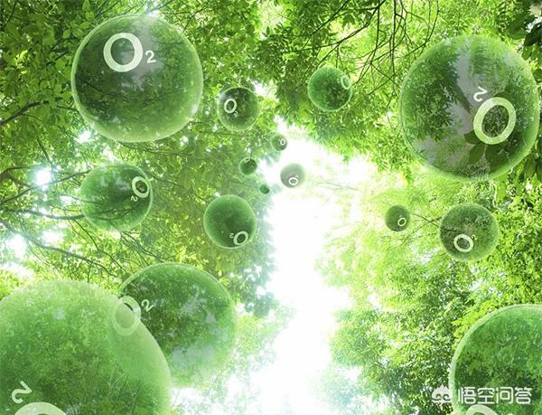 巨脉蜻蜓:如果地球的氧气含量突然增加一倍，会发生什么
