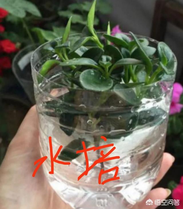 金鱼草怎么养才能开花，盆栽的金鱼草，夏季需要遮阴吗应该怎么养护