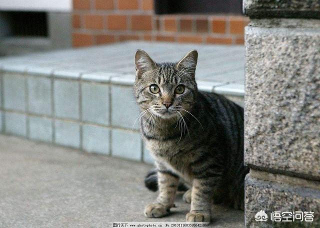 猫咪不乖by:小区阻止喂流浪猫而且要杀死流浪猫，怎么办？