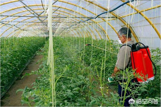 茜之塔 徒长:多肉法师徒长的问题如何解决？