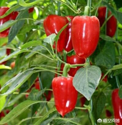 头条问答 蔬菜无土栽培中只使用无机的营养液 能满足生长所需吗 需要注意什么 25个回答