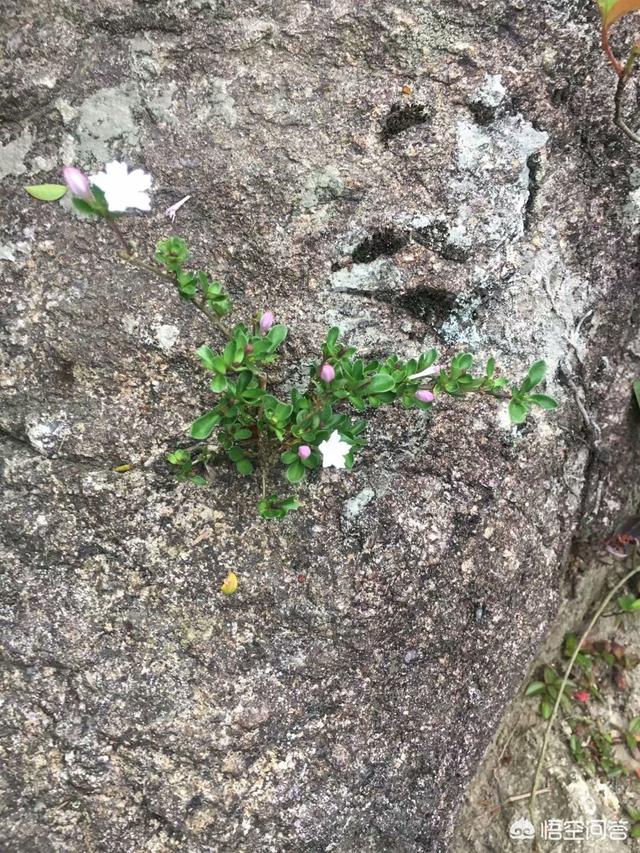 野生六月雪图片根大:六月雪如何种植和浇水，使用什么样的土和肥？