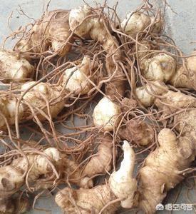 黄精:黄精和玉竹是同一种植物吗？如果不是，区别在哪？(黄精和玉竹图片 植物图片)