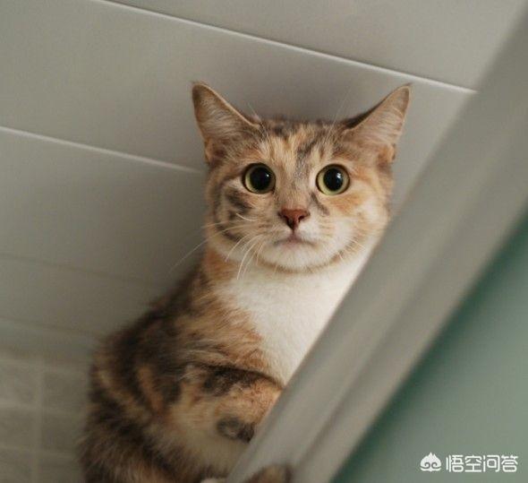 曼克斯猫守护:猫看见主人洗澡为什么总是守着门口叫个不停？