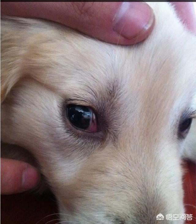 戴眼镜的金毛狗图片:家养的金毛，在兴奋的时候眼睛发红，是怎么回事？ 金毛狗图片大全可爱图片
