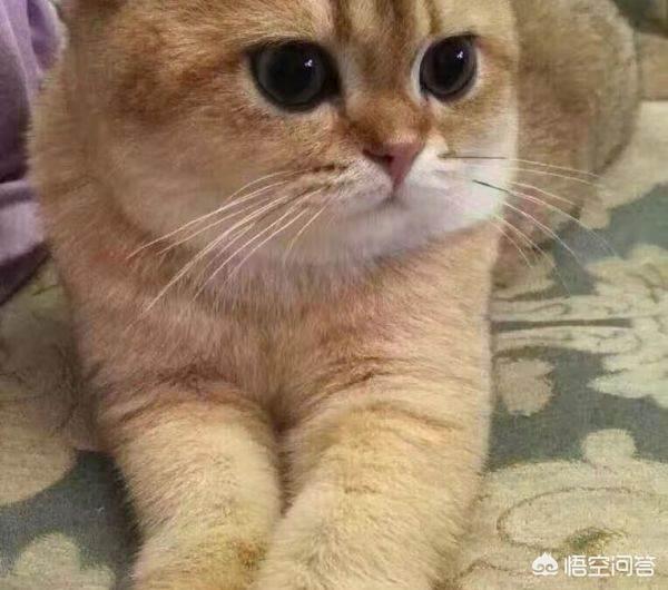 绝育药:金渐层猫什么时候给它做绝育合适？