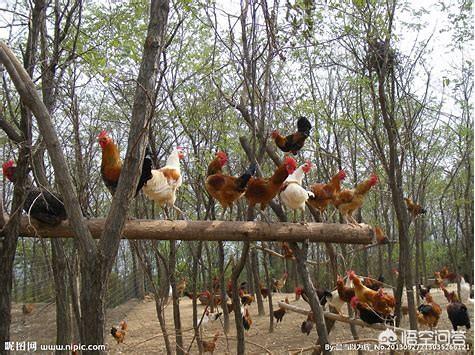 养鸡兽医专家在线咨询:林下养殖土鸡难吗？需要注意哪些方面？