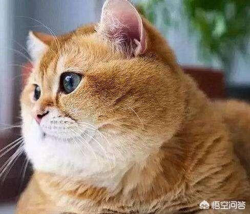 萨凡纳猫几代:宠物店养的猫为什么小猫没卖出去就把猫妈妈抱走？