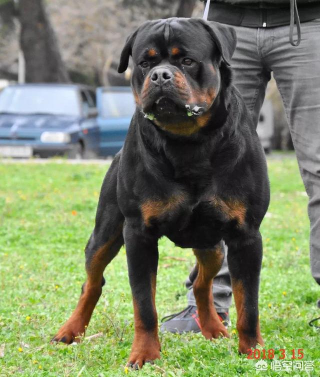 防暴犬图片:杜高犬和罗威纳搏斗，谁的胜算更大一些？