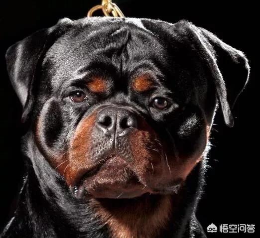 防暴犬图片:杜高犬和罗威纳搏斗，谁的胜算更大一些？