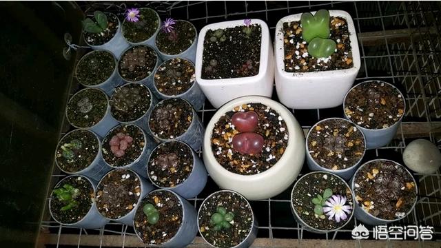 黑色介壳虫怎么根除:根粉介壳虫怎么根除 如何消灭花卉上的根粉蚧？