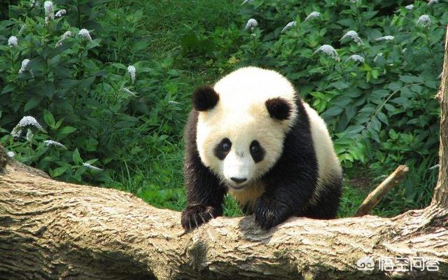 动物园为什么不让熊猫吃，动物园为什么不让熊猫吃肉？