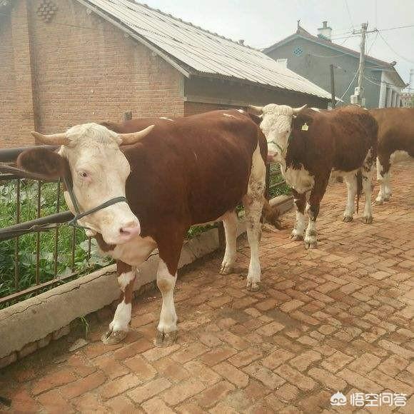 牛场大母牛图片:暗黑2 牛场 母牛 双向牛棚，一排圈养母牛，另一排圈养肉牛，可以吗？