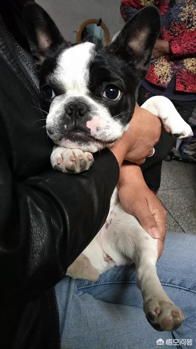 法国斗牛犬吧:为什么有的人说法国斗牛犬难养？养它有什么烦恼吗？