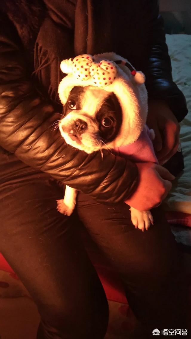 法国斗牛犬吧:为什么有的人说法国斗牛犬难养？养它有什么烦恼吗？