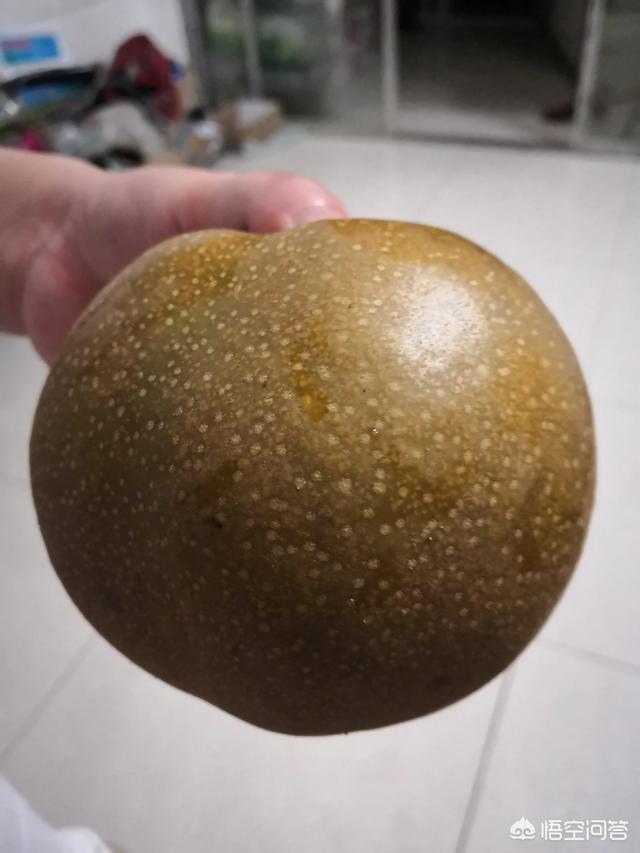 种植梨树选择什么样的品种好 头条问答