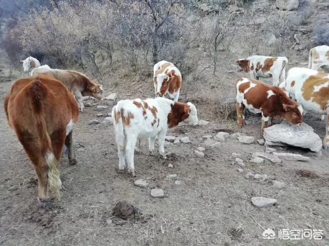 南宁金毛养殖基地:想养牛，广西去哪里买黄牛便宜？