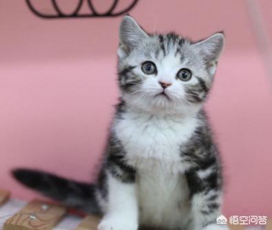 折耳猫为什么不能养视频:可爱背后的痛苦，折耳猫到底能养吗？