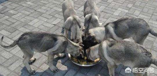 狼青犬训练方法:狼青犬都有什么样的优点？