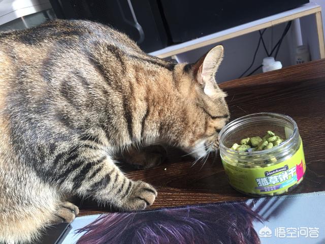 猫咪绝育惊呆了:猫咪该不该绝育？猫咪绝育的弊端有哪些？