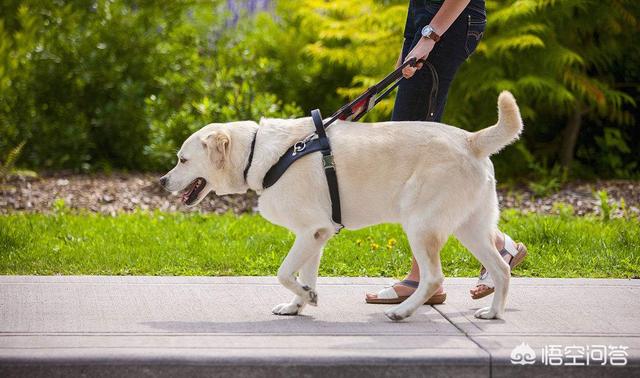 导肓犬小qip电影儿童版:退役后的导盲犬该不该被安乐死？