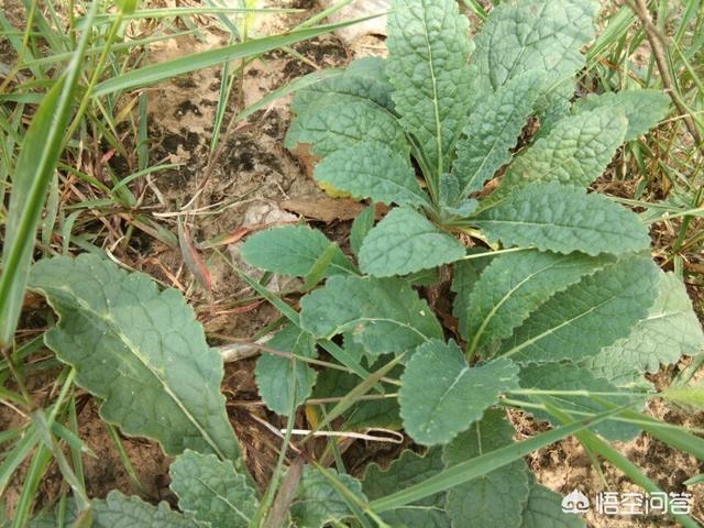 补肾草药大全图片，你知道哪些在农村泛滥，却又有很大药用价值的野菜野草