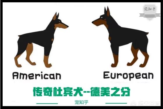 德国杜宾犬名字:杜宾犬为什么会分为德系和美系？ 杜宾犬取名字大全