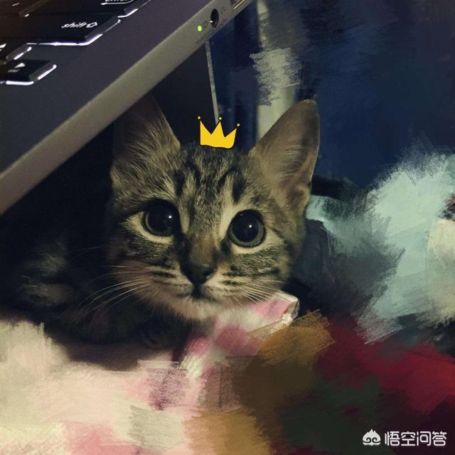 花狸猫娱乐社区:中国的狸花猫有什么缺点？