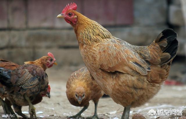 在农村适合养什么鸡，养殖什么鸡赚钱？