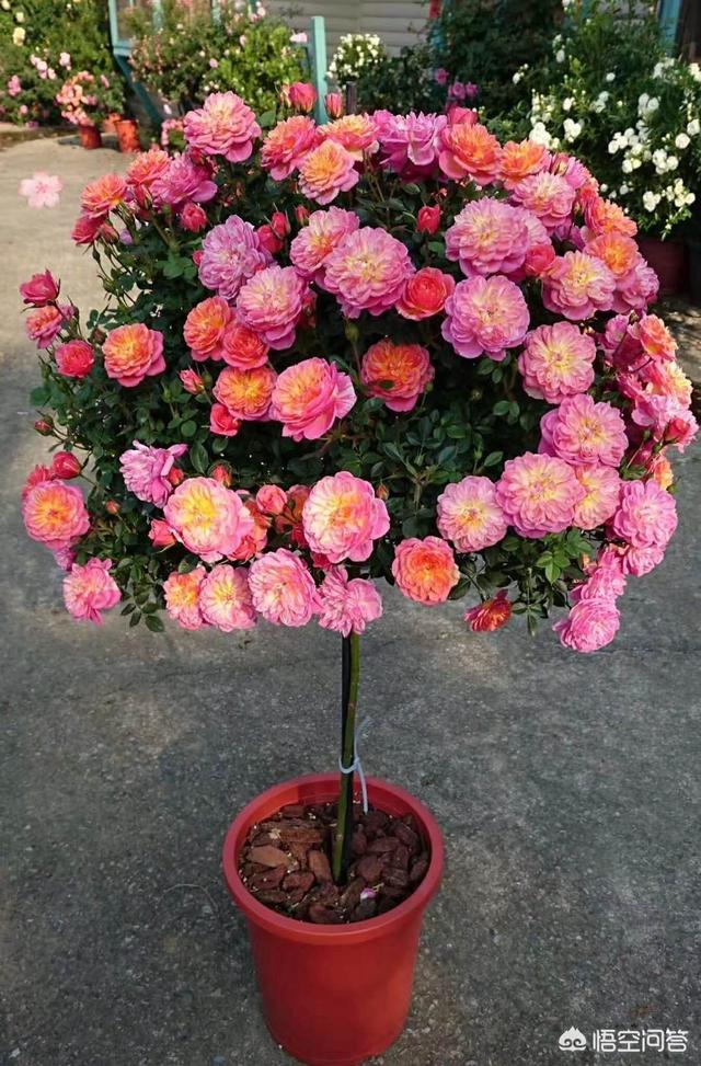 月季花的栽培与繁殖:大棚月季花的栽培与管理 月季花几月扦插成熟率高？