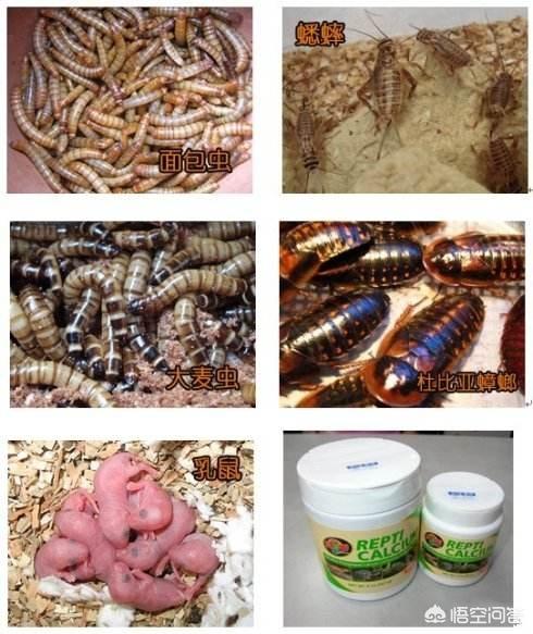 杜比亚蟑螂干什么用:杜比亚蟑螂喂养方法 豹纹守宫可以吃哪些东西？