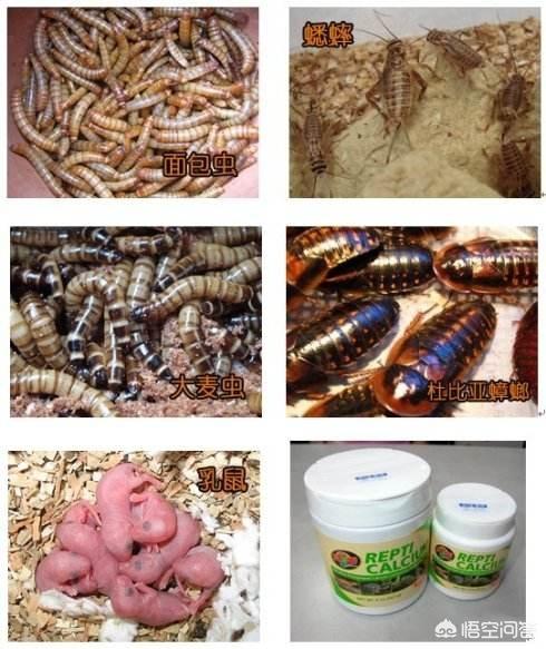 豹纹守宫品系图谱:豹纹守宫可以吃哪些东西？