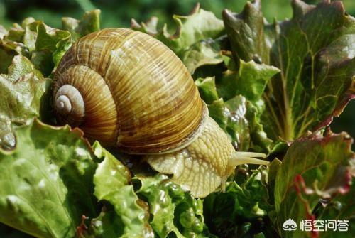 如何防治菜青虫，油菜有蚜虫、菜青虫和蜗牛，该怎么防治