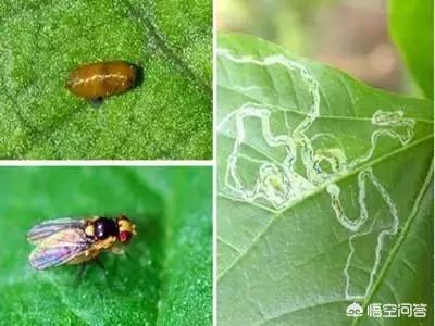蚜虫怎么防治:蚜虫、蓟马和盲蝽蟓该如何进行防治？