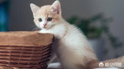 lovecat罐头:有哪些平价养猫法可以分享？