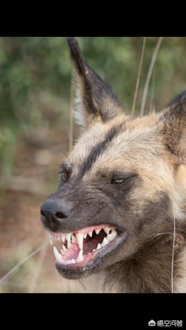 野狗和鬣狗谁的战斗力更强，如果藏獒和非洲野狗殊死搏斗，谁更厉害
