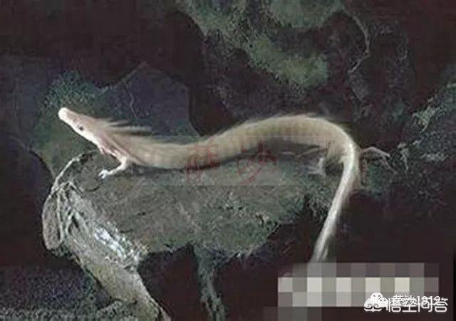 辽宁大蛇事件:大蛇盘踞银行门口，零陵消防“缉拿归案”, 你怎么看？