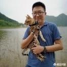 孟加拉猫是豹猫吗:两个月大的豹猫爱咬人怎么办？ 萨凡纳猫和孟加拉豹猫的区别