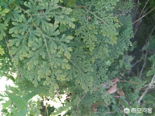 长芒杜英果功效:中药卷柏有哪些形态特征和功效？